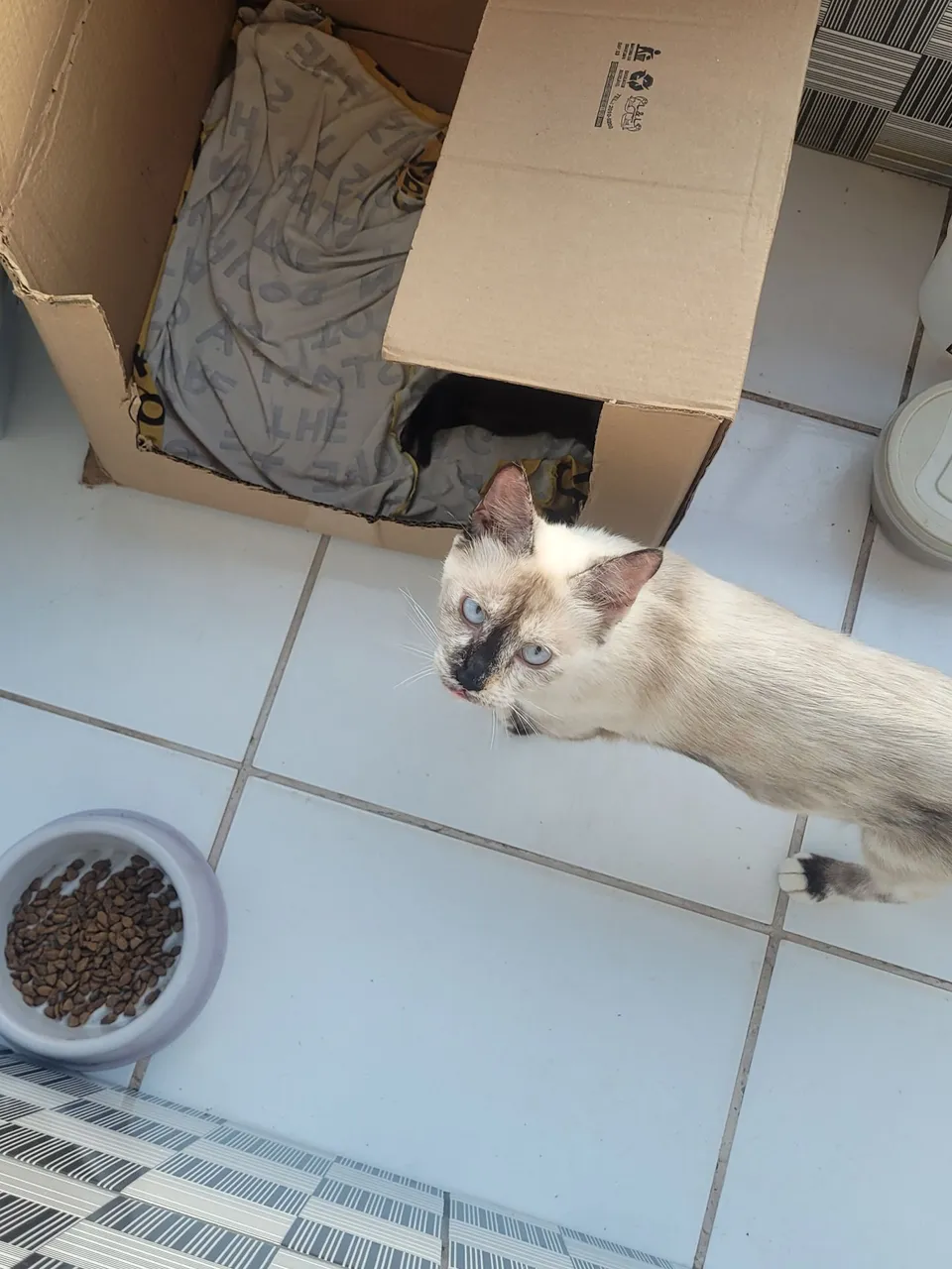 Gatinho Siames em Busca de um Lar Carinhoso