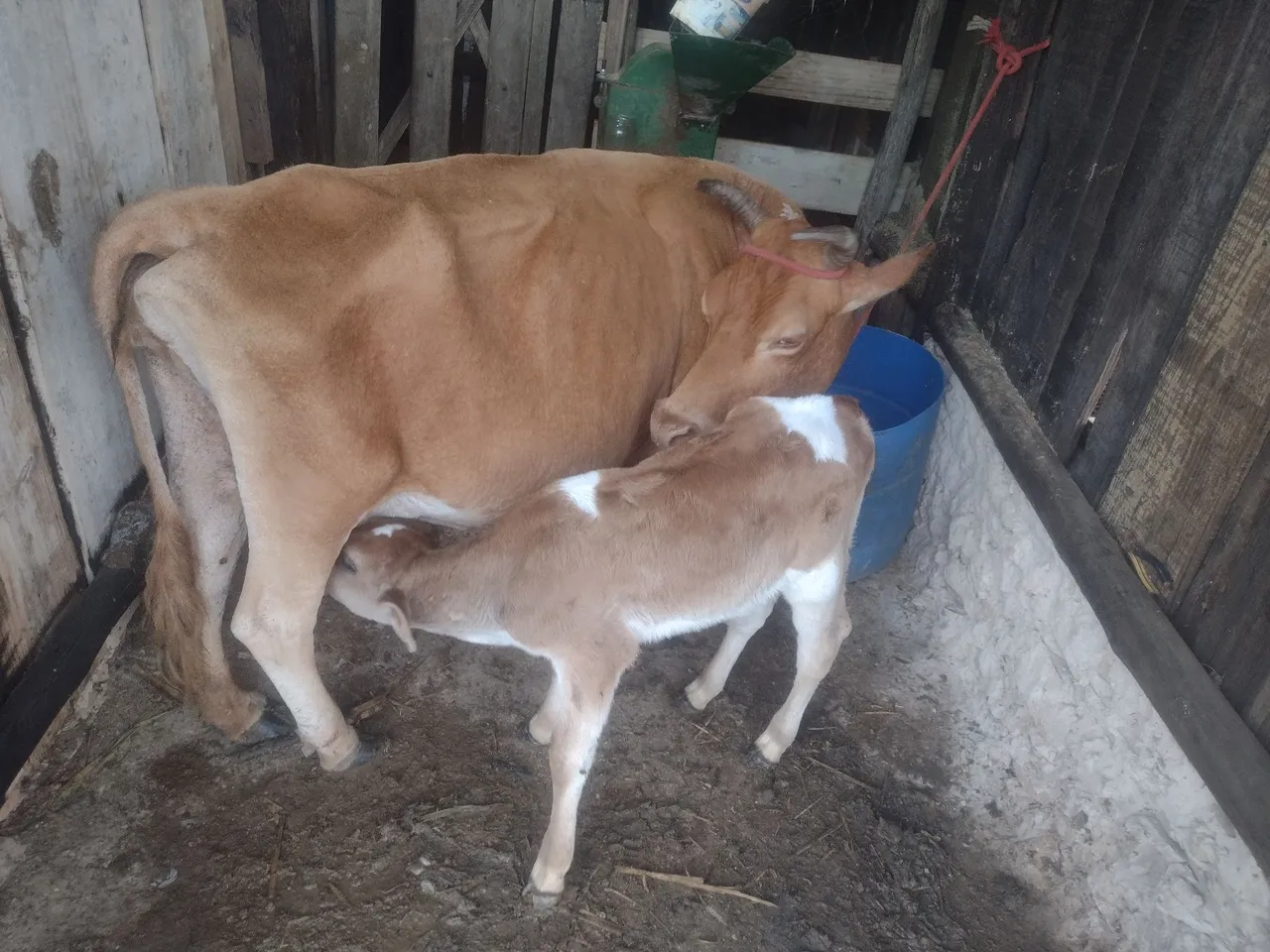Vaca com Bezerro