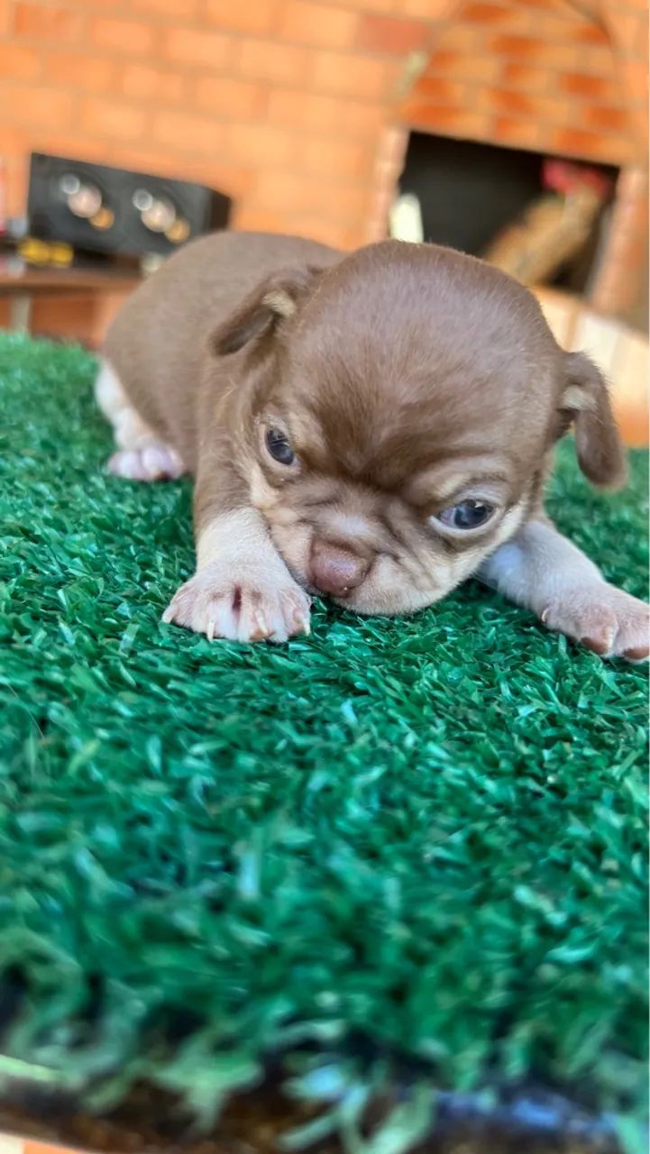 Chihuahua macho  - Foto 3