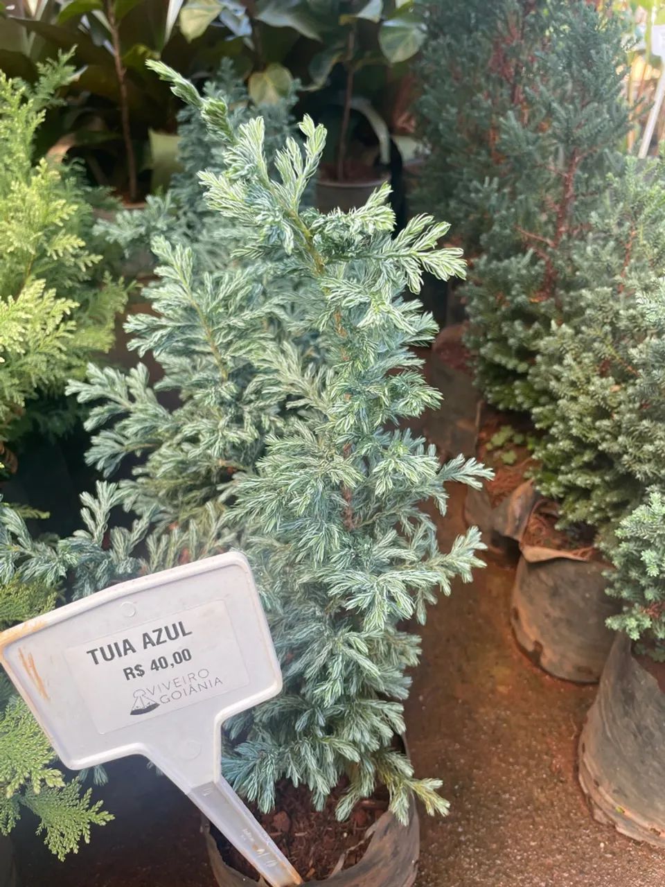 Tuia Azul