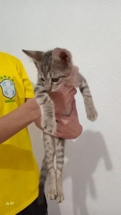Gatinhos machos para adoção 