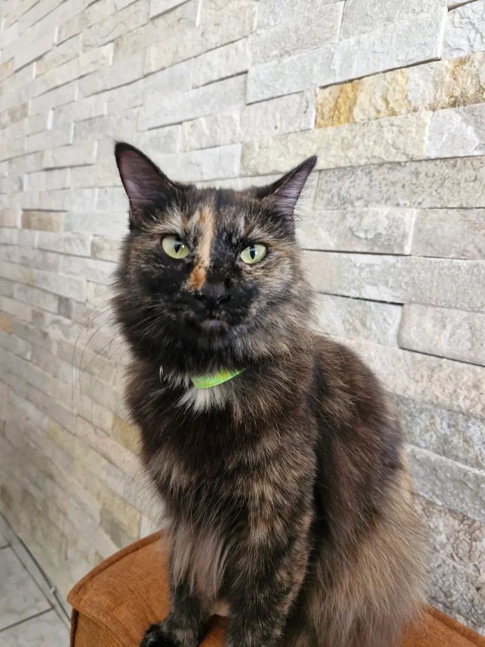 Gata | Doação 