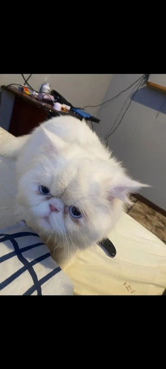 Gato persa