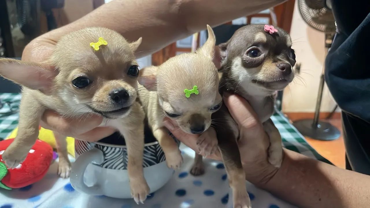 Chihuahua com pedigree - Foto 3