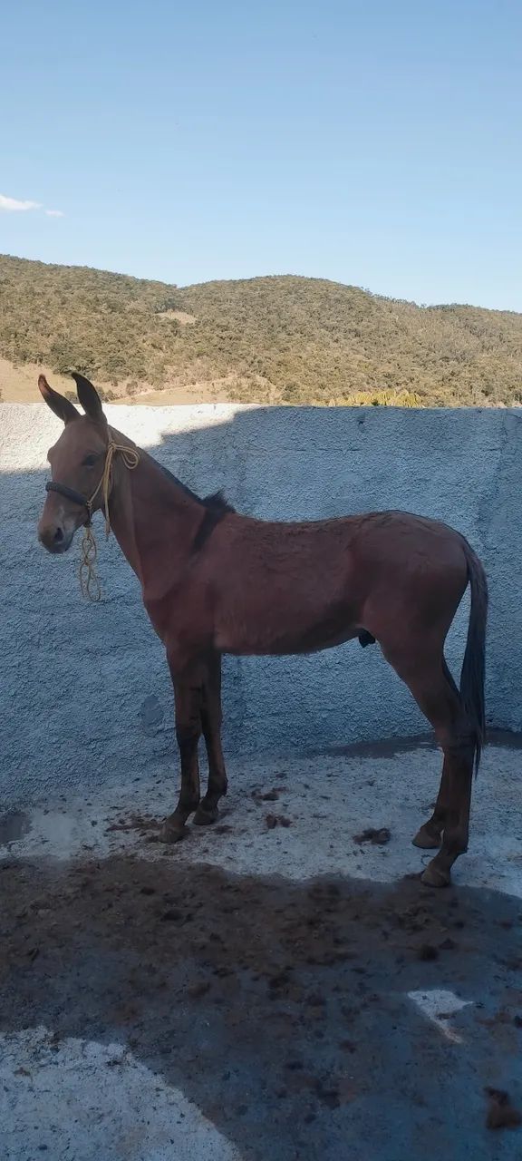 Burro filho do jumento Morro Vermelho 