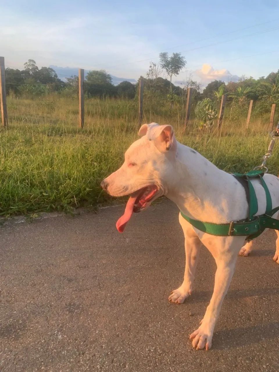 Cachorro Pitbull - Foto 2