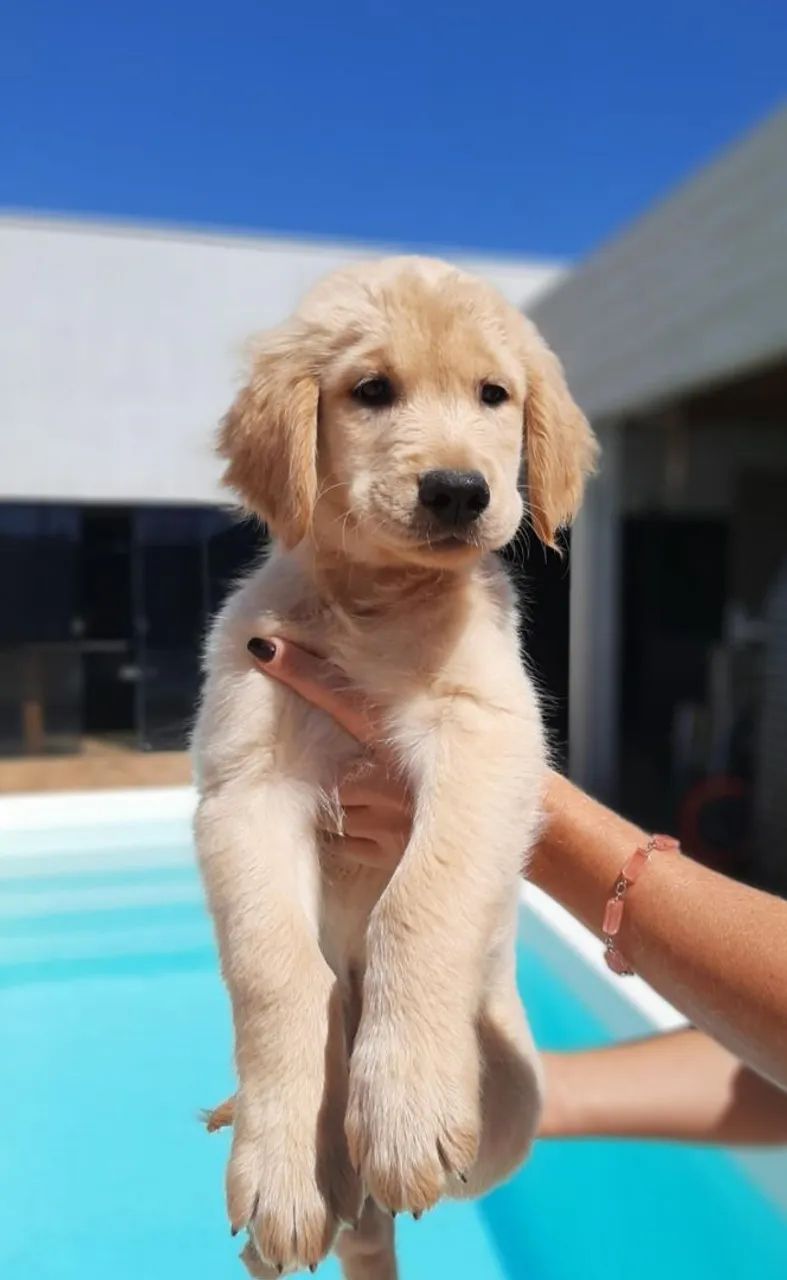 Goldem retriever macho! Valor 2.500 - Foto 3