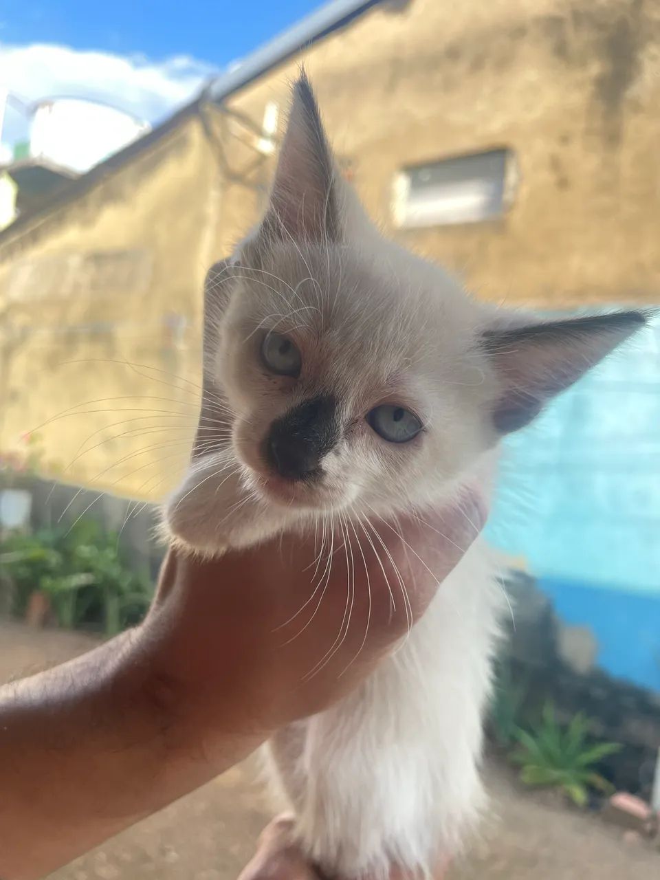 Gatos