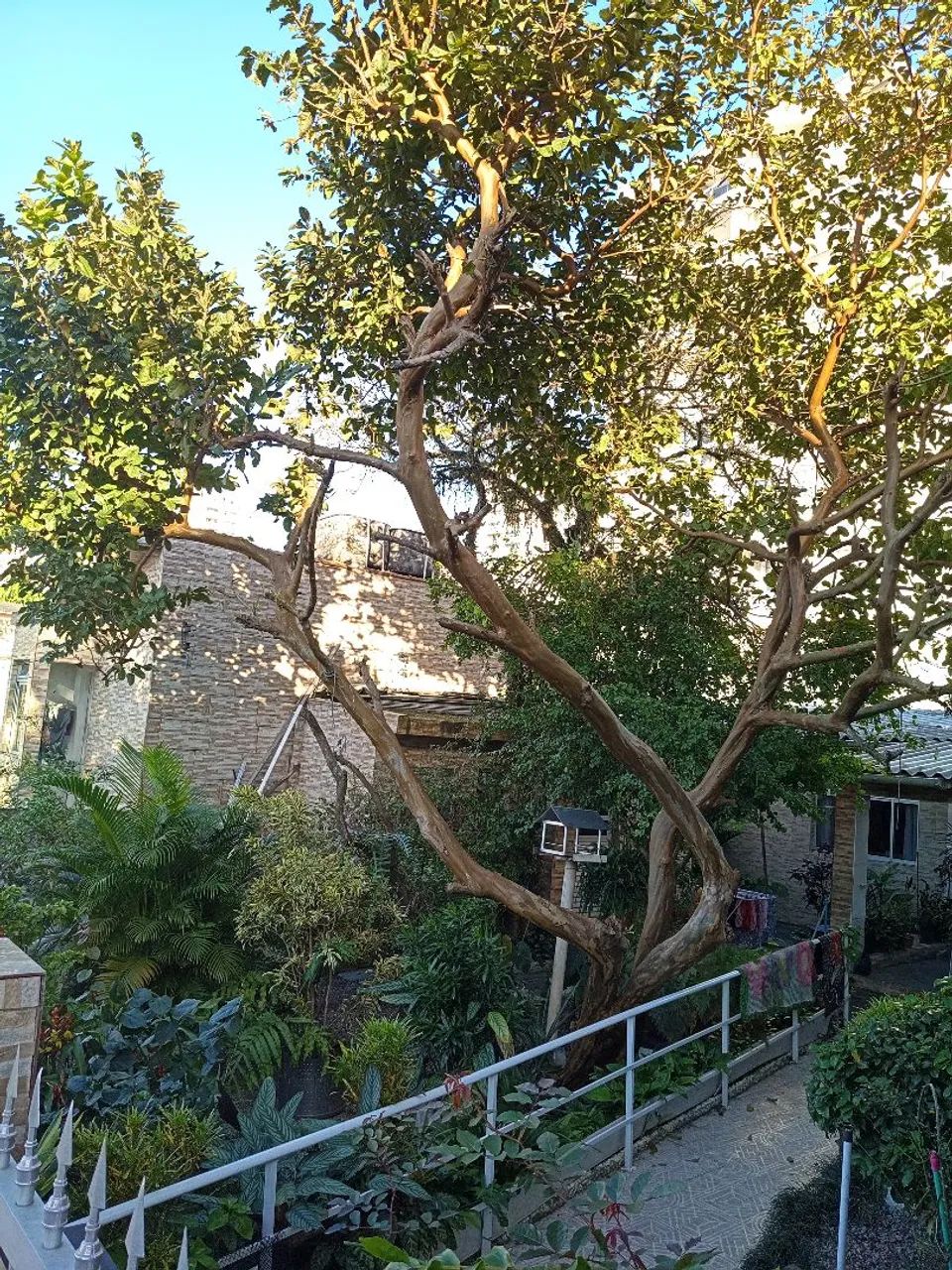 Jardinagem poda e descarte de árvores  - Foto 3