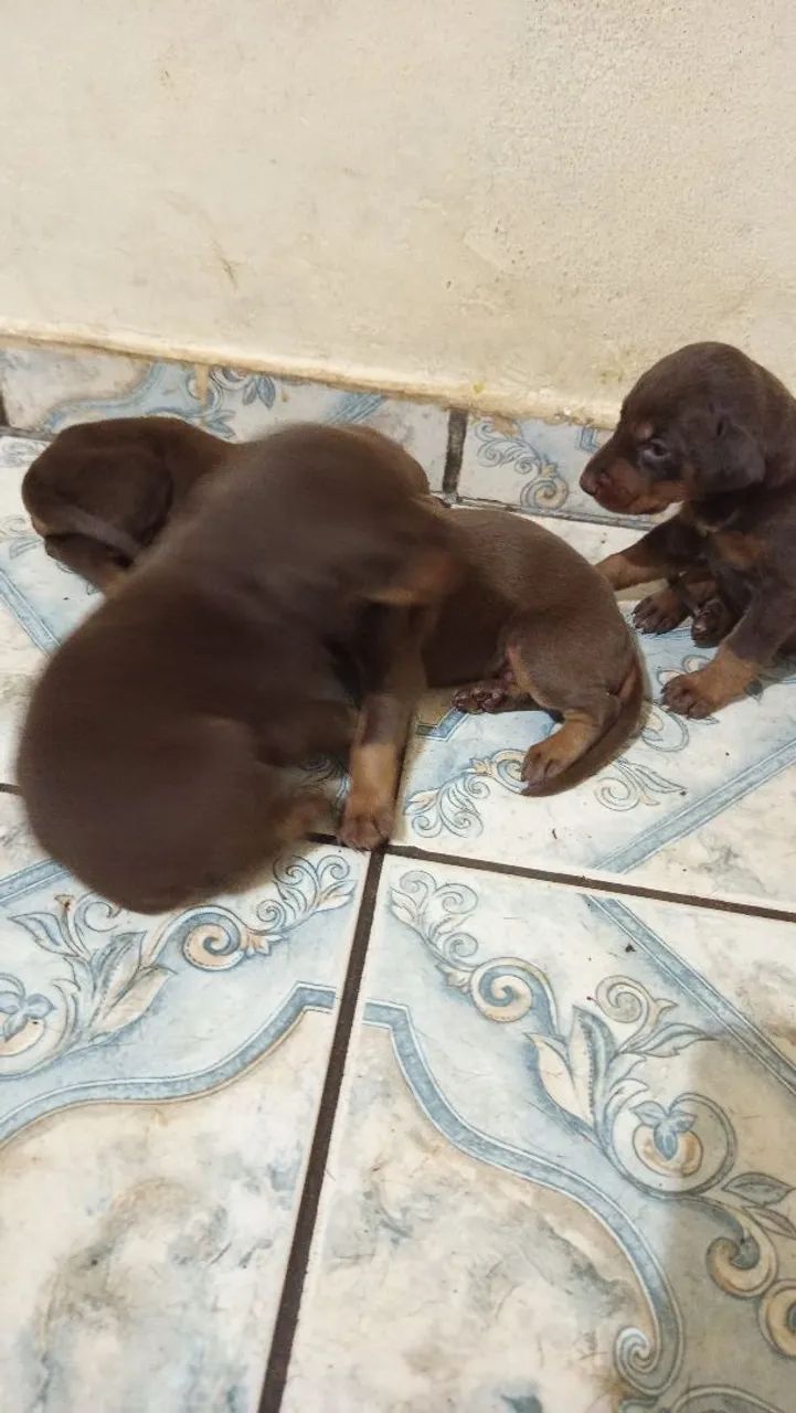 Filhote de doberman  - Foto 2