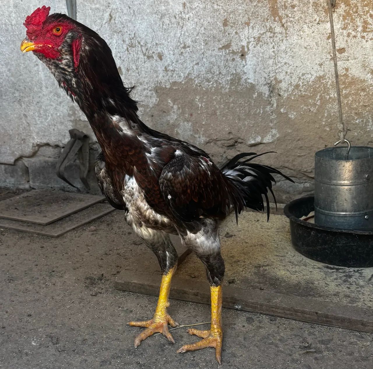 Galo de boa procedência 