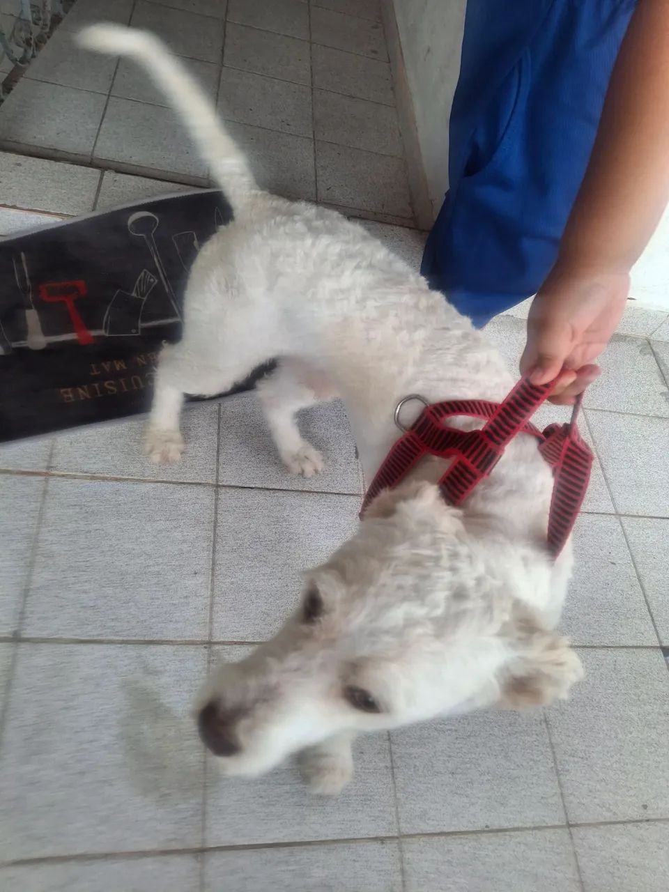 Doação de  cachorro  - Foto 3