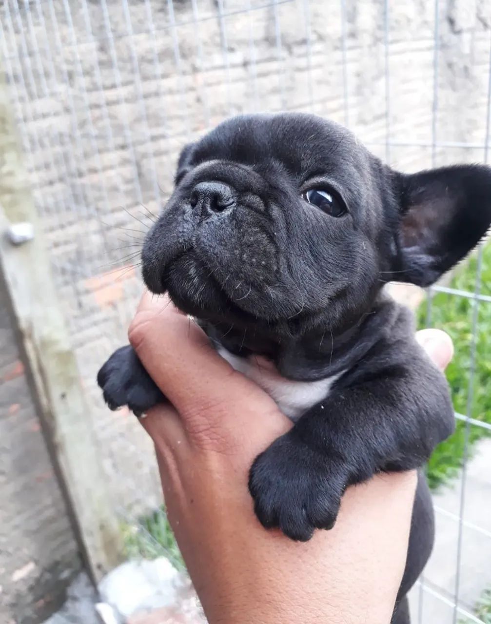 Bulldog frances 