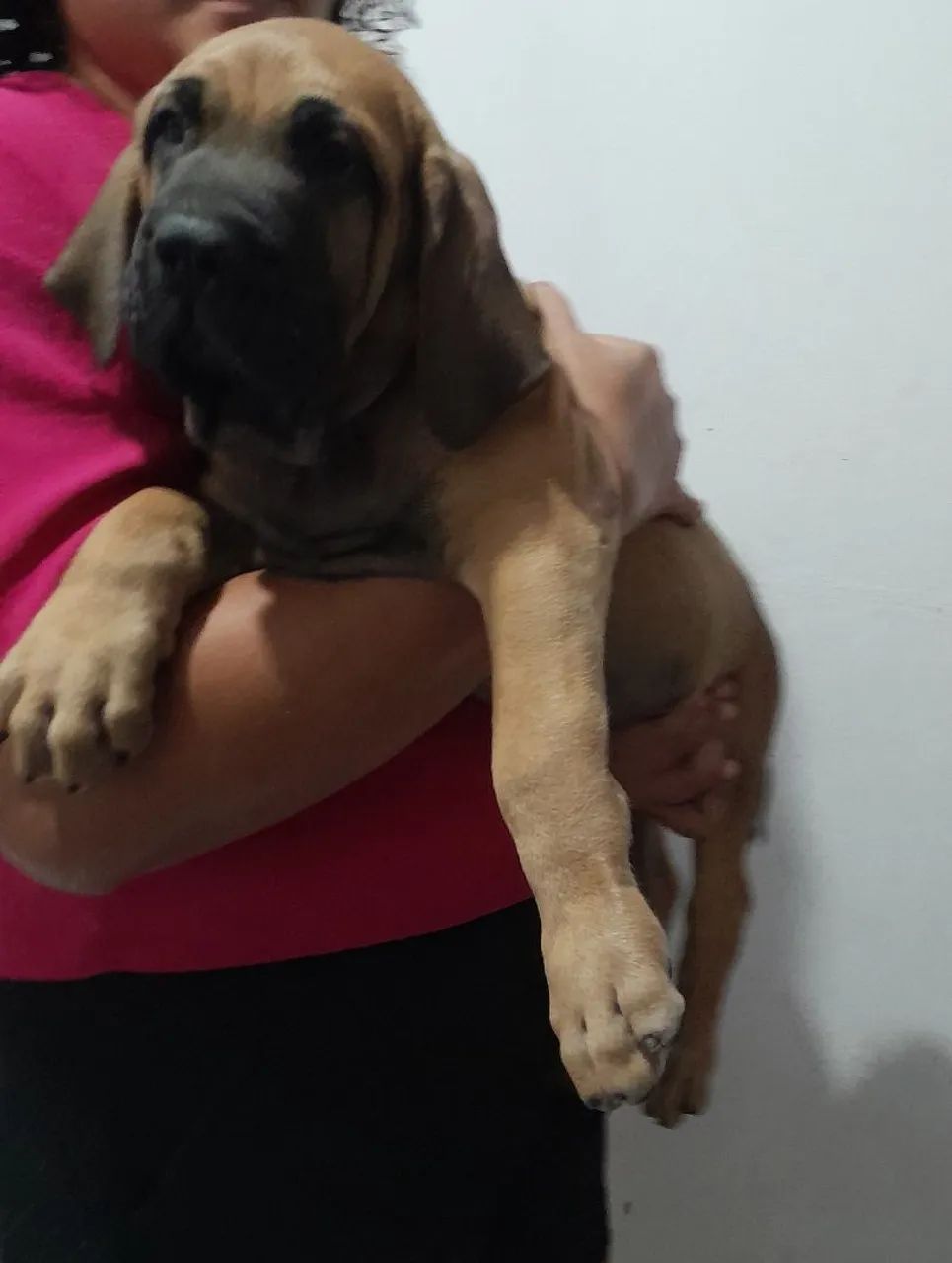Cães  - Foto 3