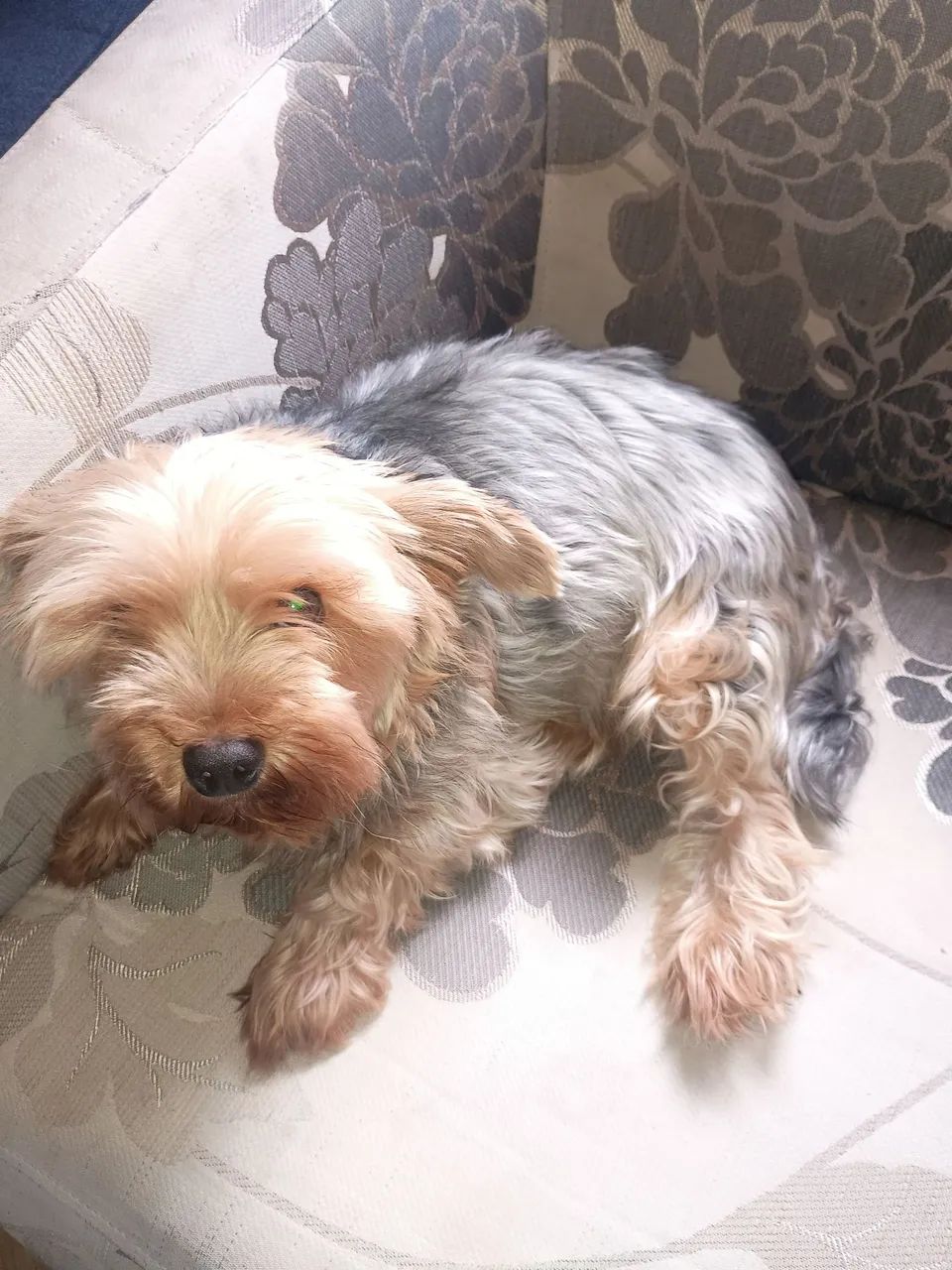 Cachorro  - Foto 2