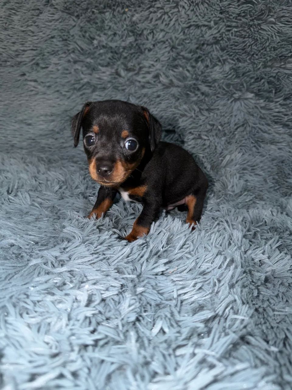 Filhotes pinscher