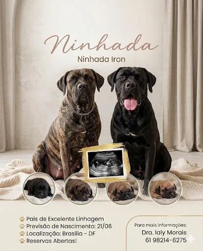Filhotes Cane Corso 
