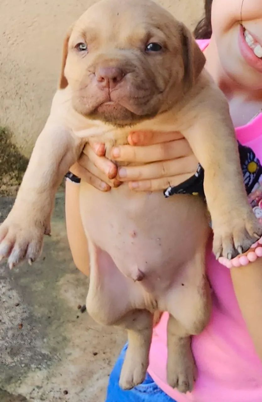 Cachorro 