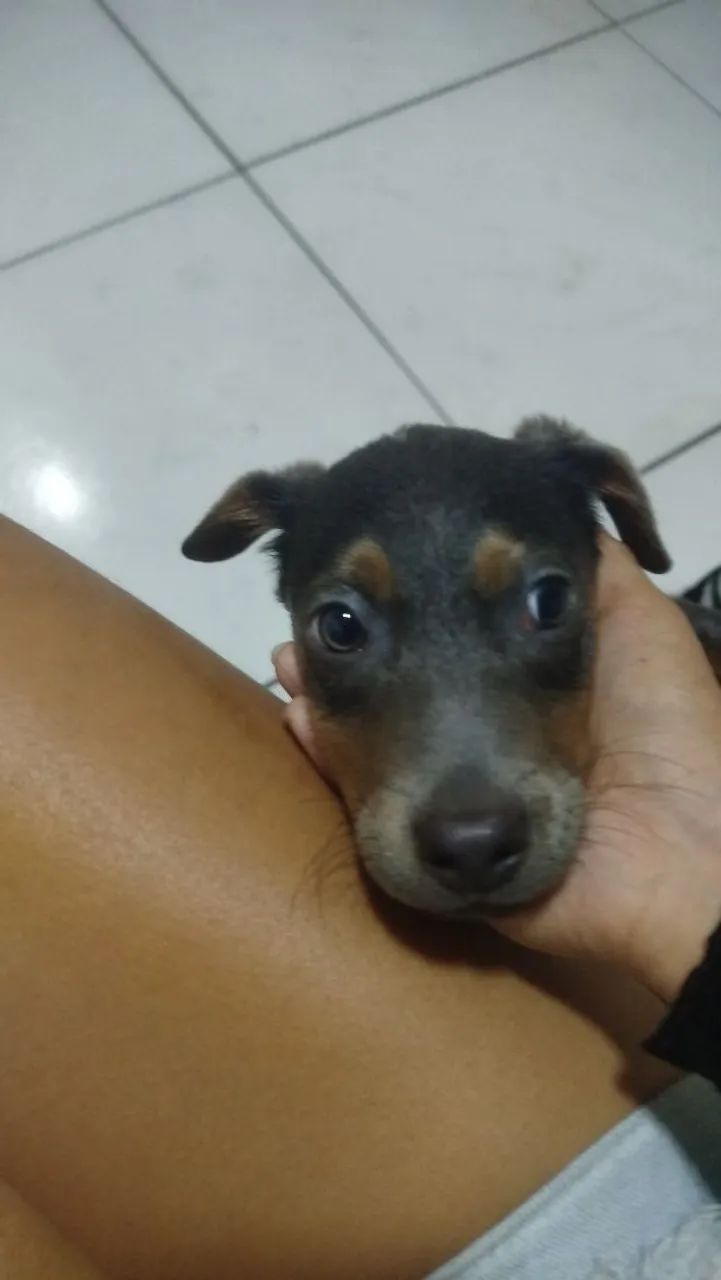 Doação de cachorro 