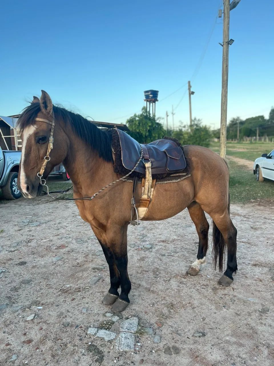 CAVALO CRIOULO BOM DE LAÇO  - Foto 4