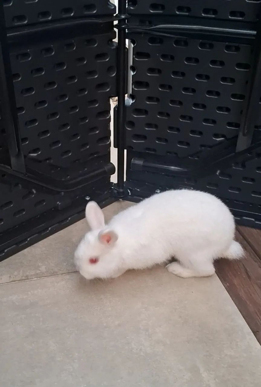 Mini coelho - Foto 3