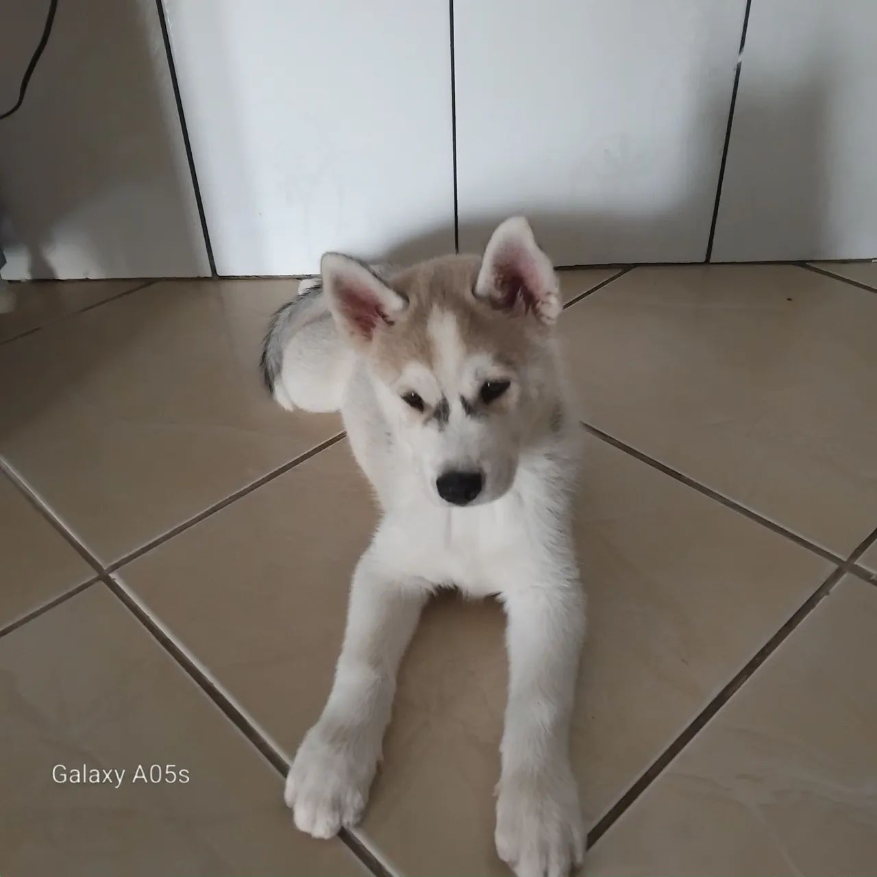 Lindos filhotes de Husky Siberiano  - Foto 2