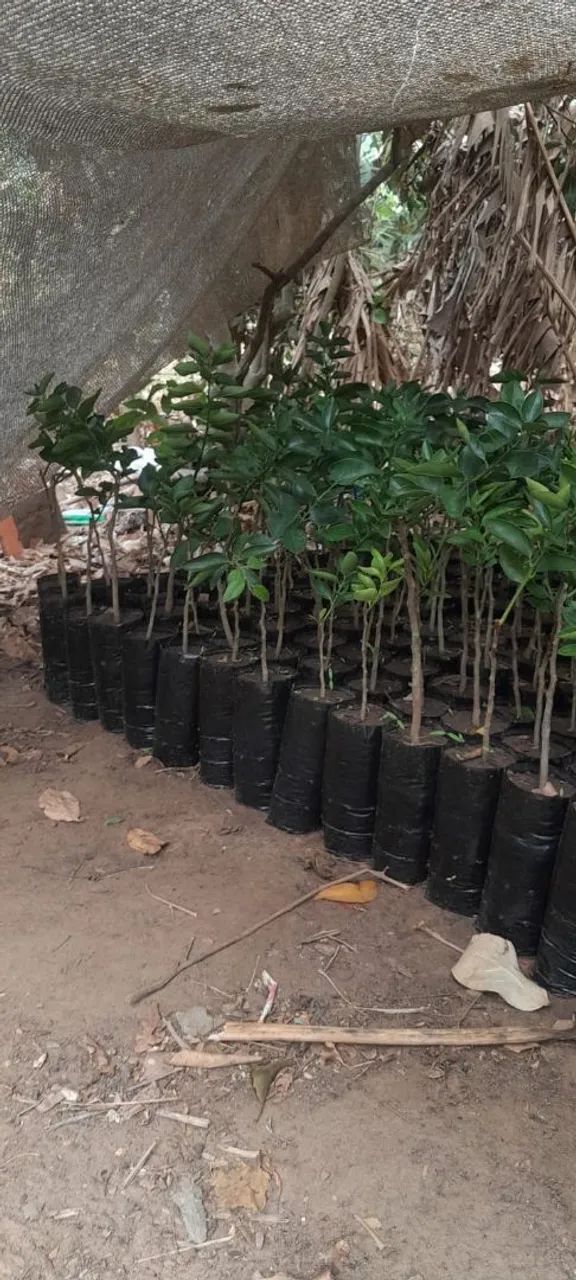 Mudas de laranja,  limão e tangerina  - Foto 2
