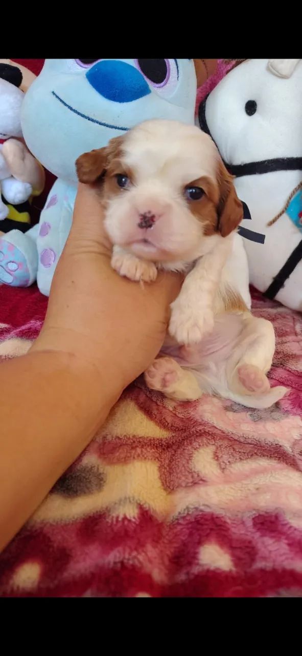 Cavalier king Charles - Foto 4