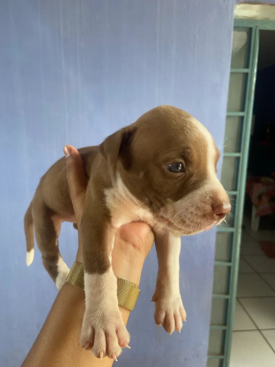 Cachorro  - Foto 2