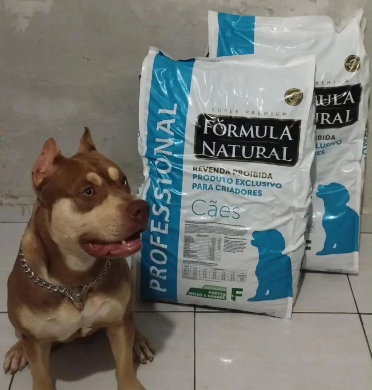 Pit monst com pedigree  - Foto 4