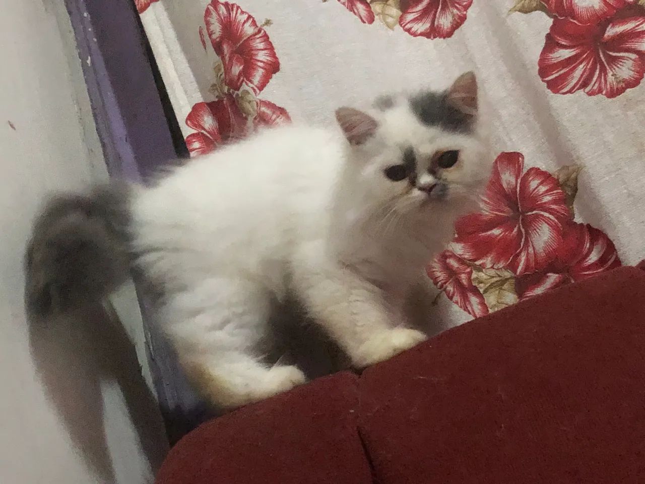 Gato Persa  - Foto 3