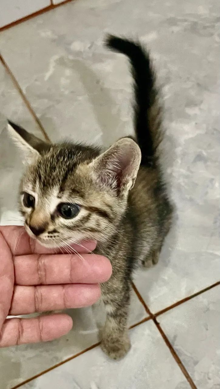 Gatinha pra adoção  - Foto 3