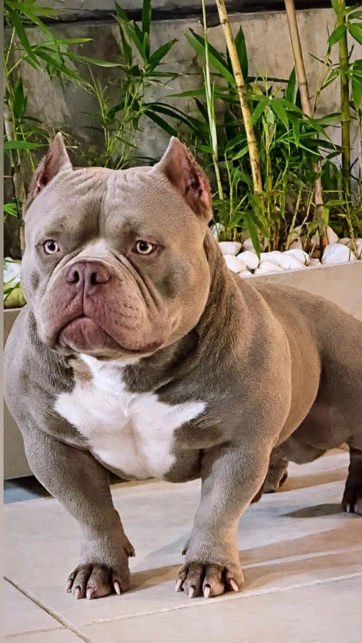 Padreador micro bully 