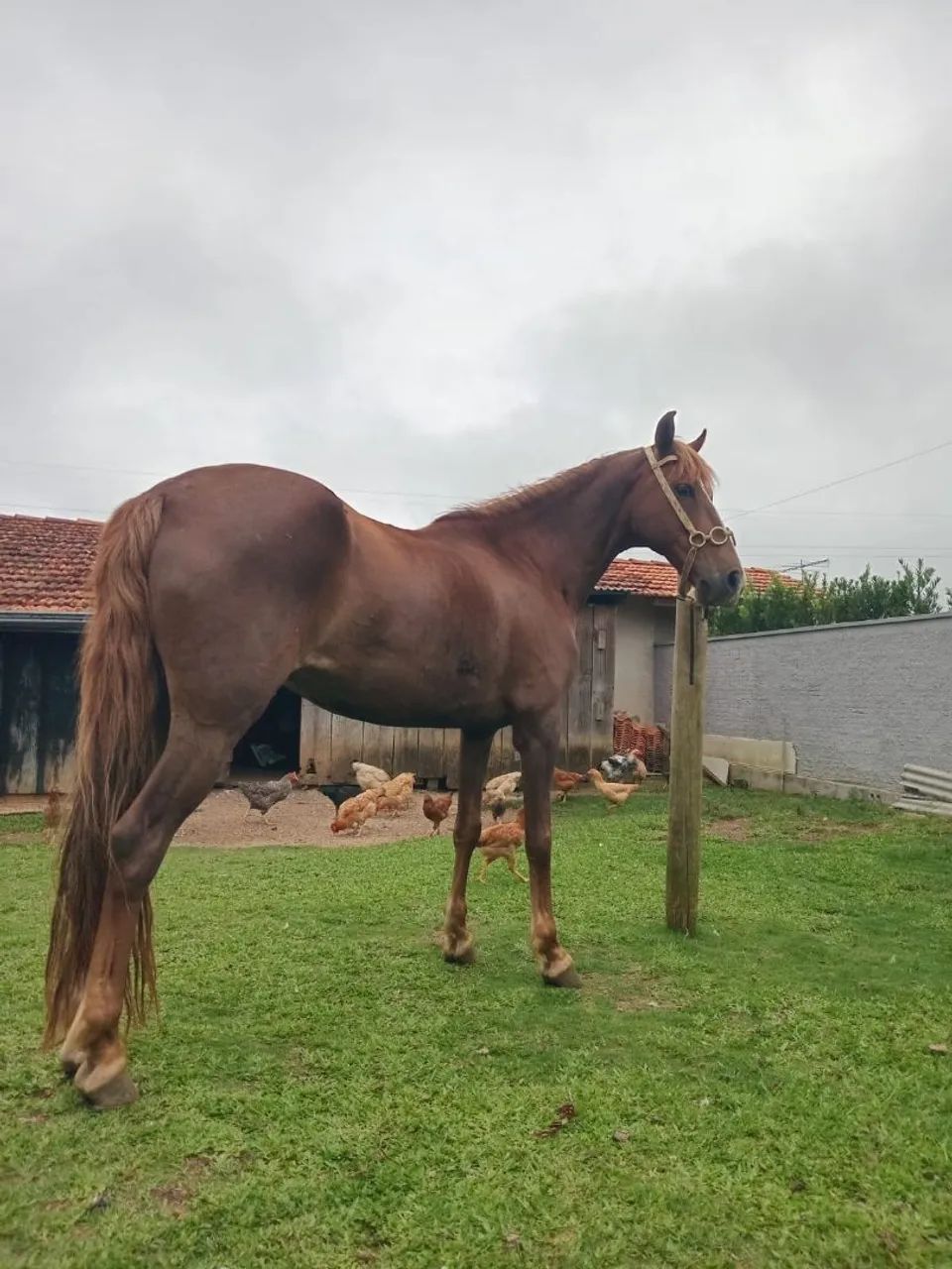Égua marchadeira - Foto 3