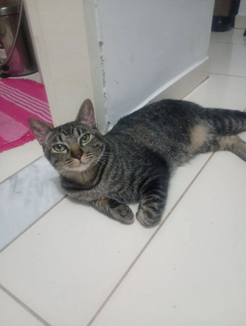 Doa-se gatinho lindo