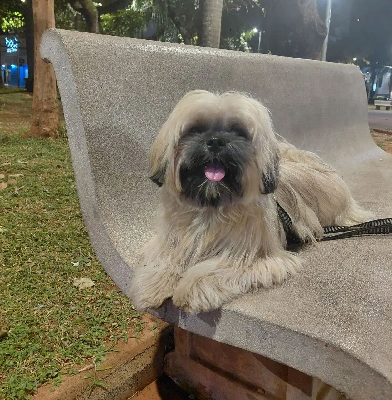 Shitsu 10 meses