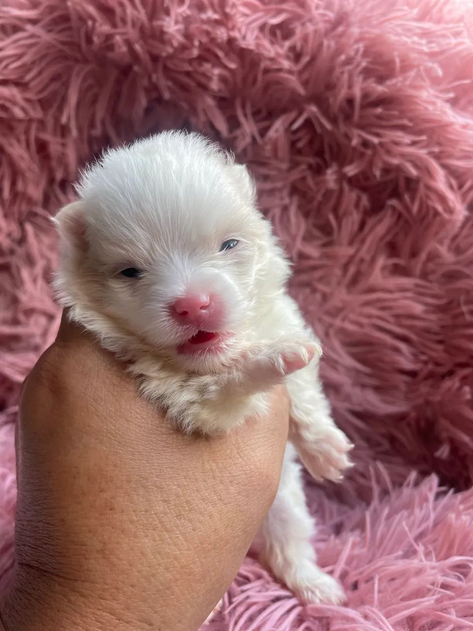 Spitz alemão  - Foto 4