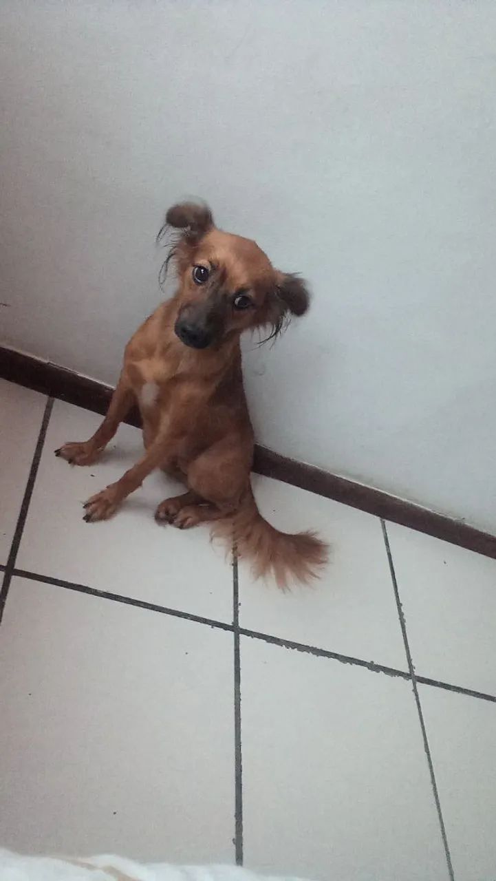 Doação de um dog  - Foto 2