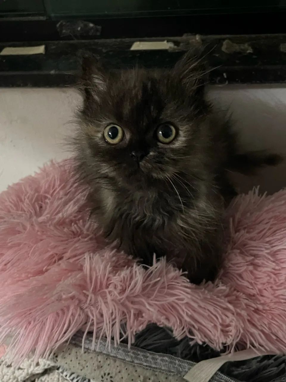 Gatinhos persas  - Foto 3