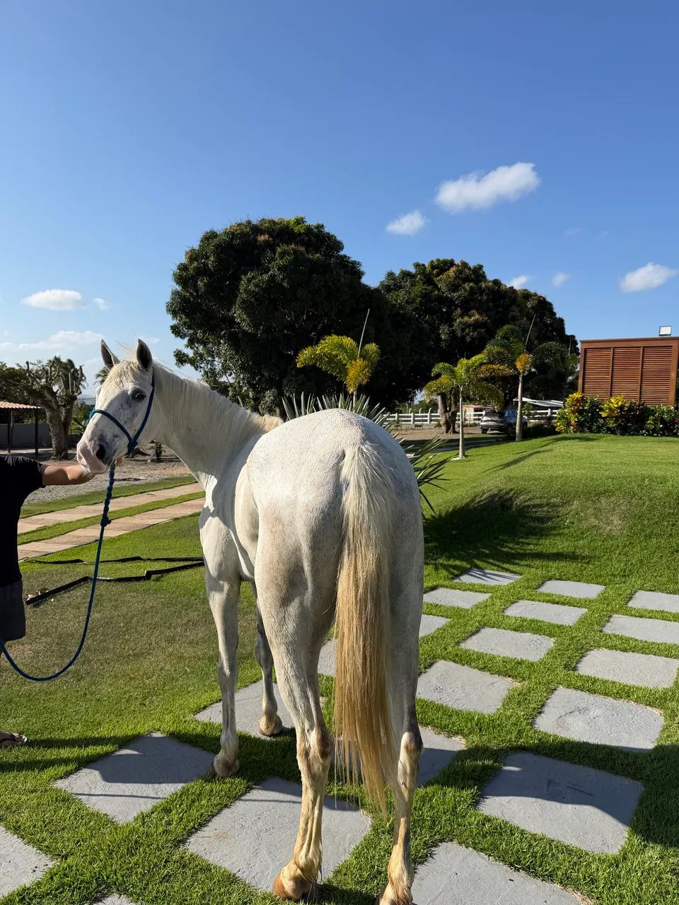 Cavalo quarto de milha  - Foto 4
