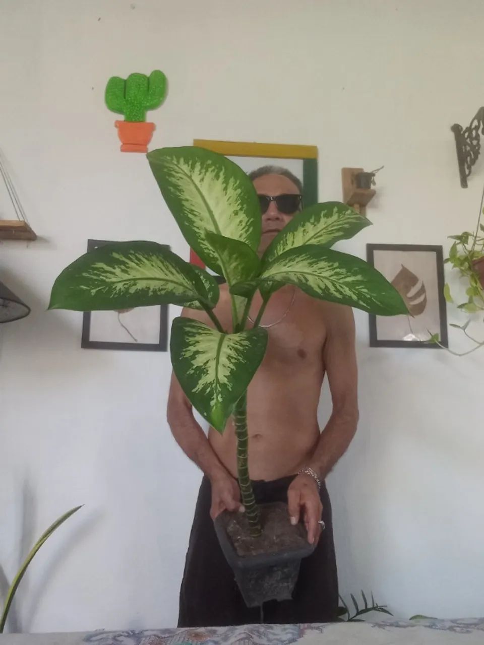 Plantas  - Foto 4