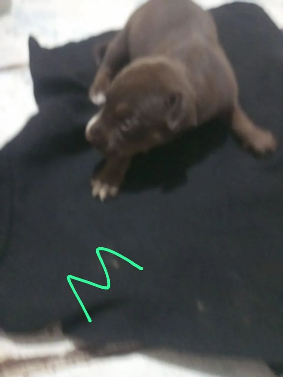Filhotes de Pitbull Moster  - Foto 3