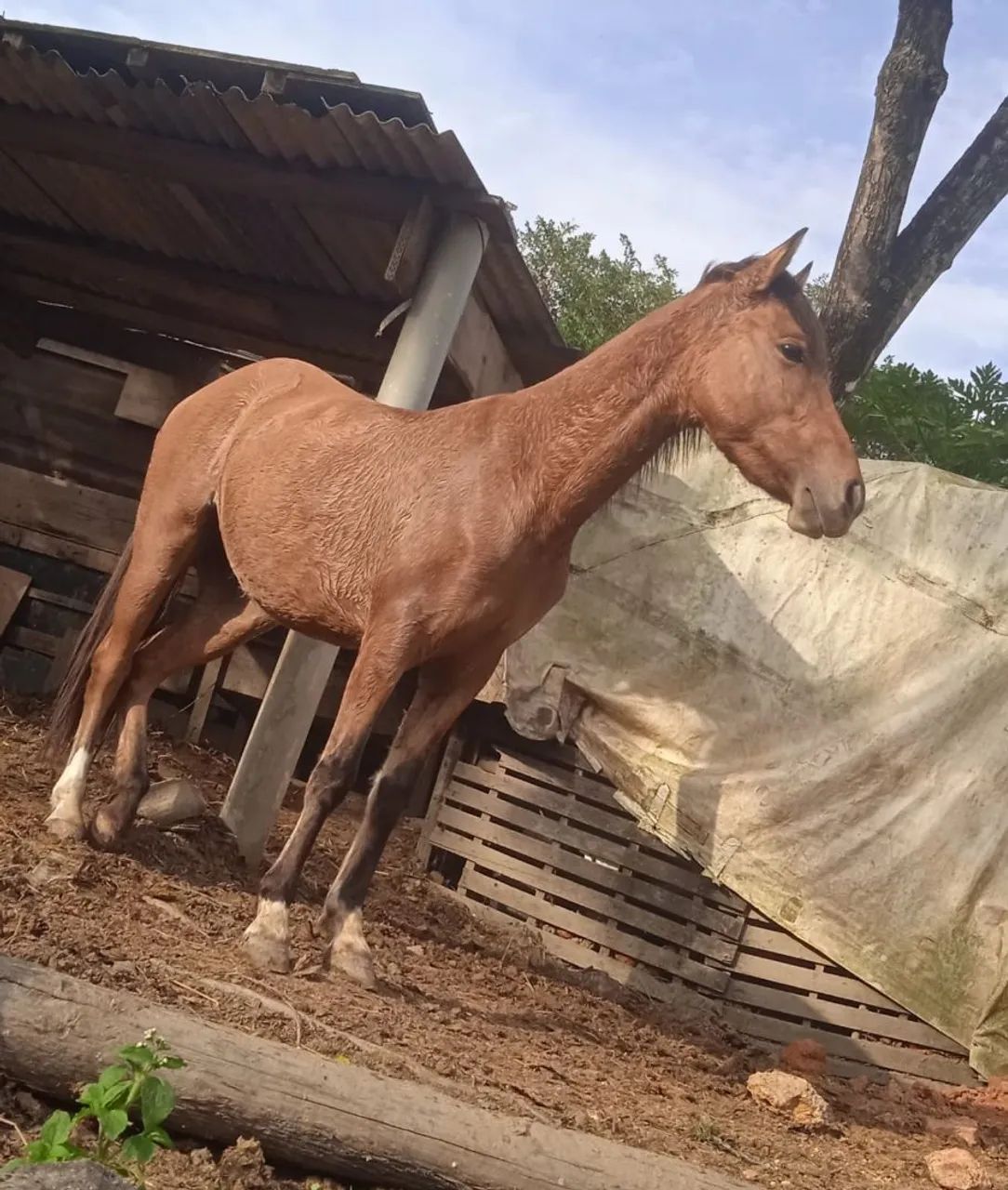 Cavalo a venda - Foto 4