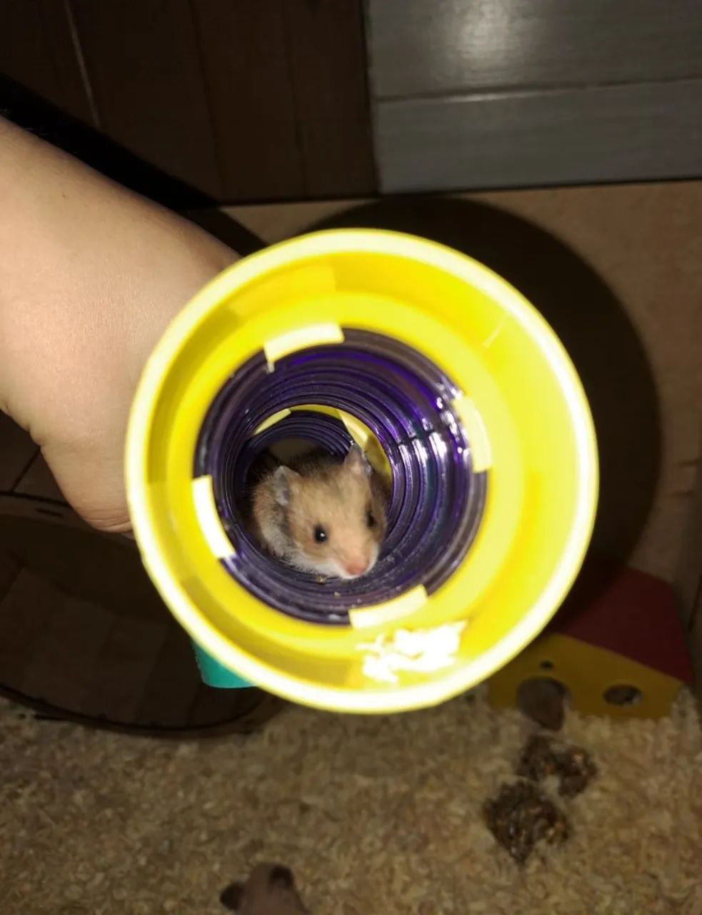 Hamster-sírio, filhotes  - Foto 3