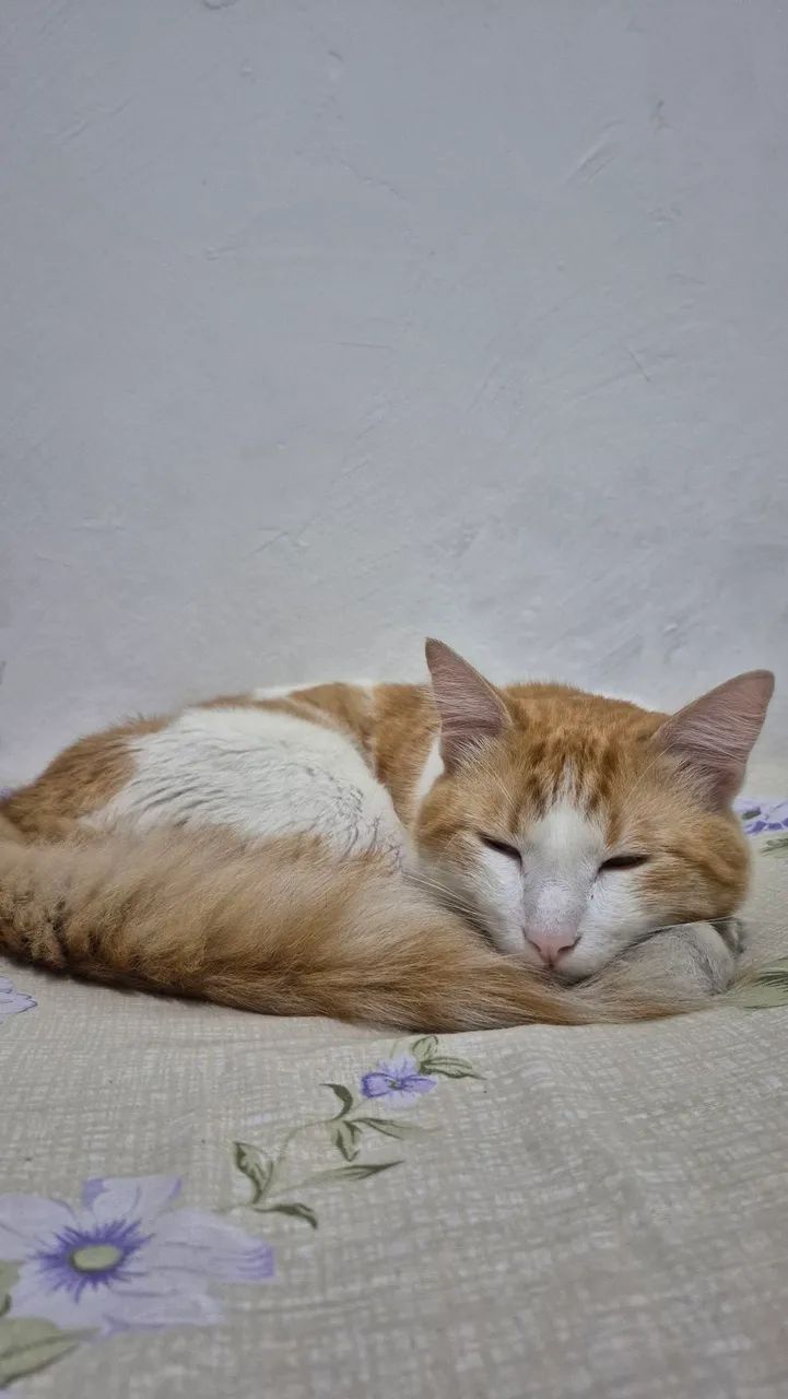 Gatinho para doação  - Foto 3