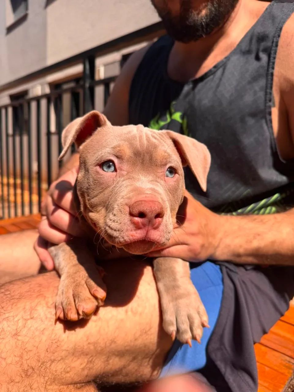 American Bully Micro - Foto 2