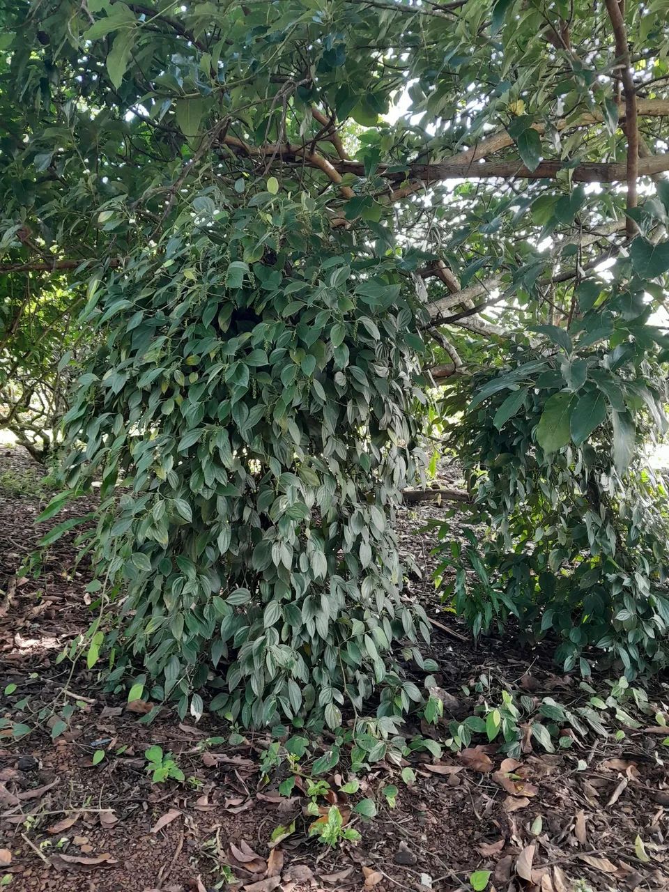 Vendo um terreno  - Foto 2