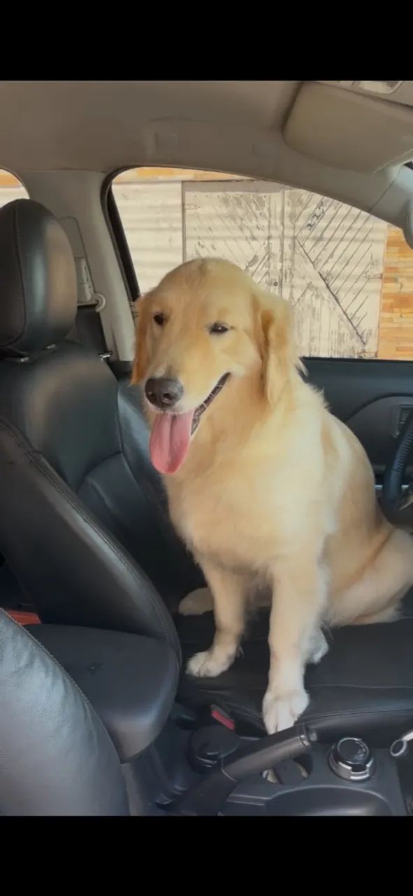 Golden 10 meses