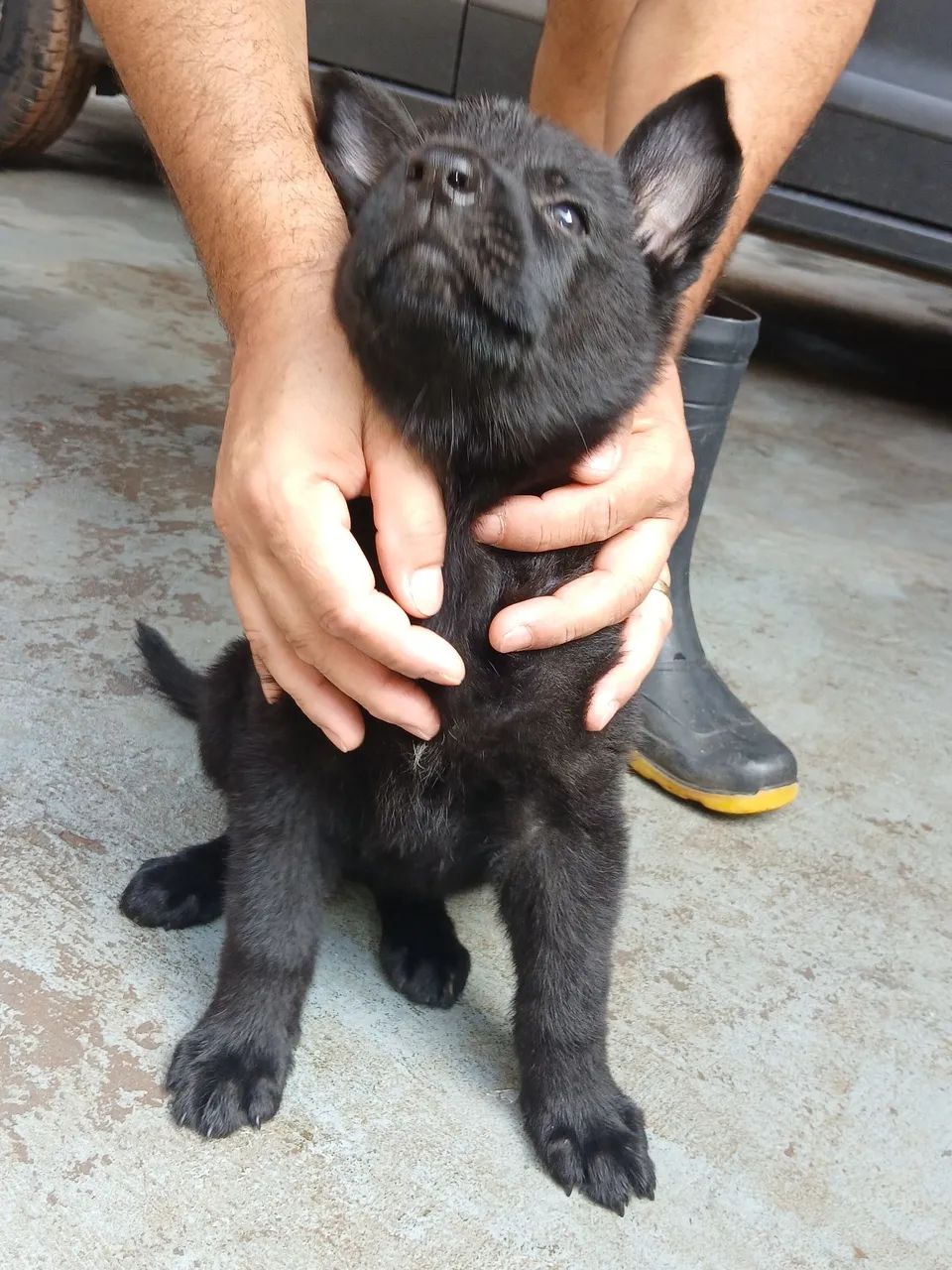 Pastor alemão  - Foto 4
