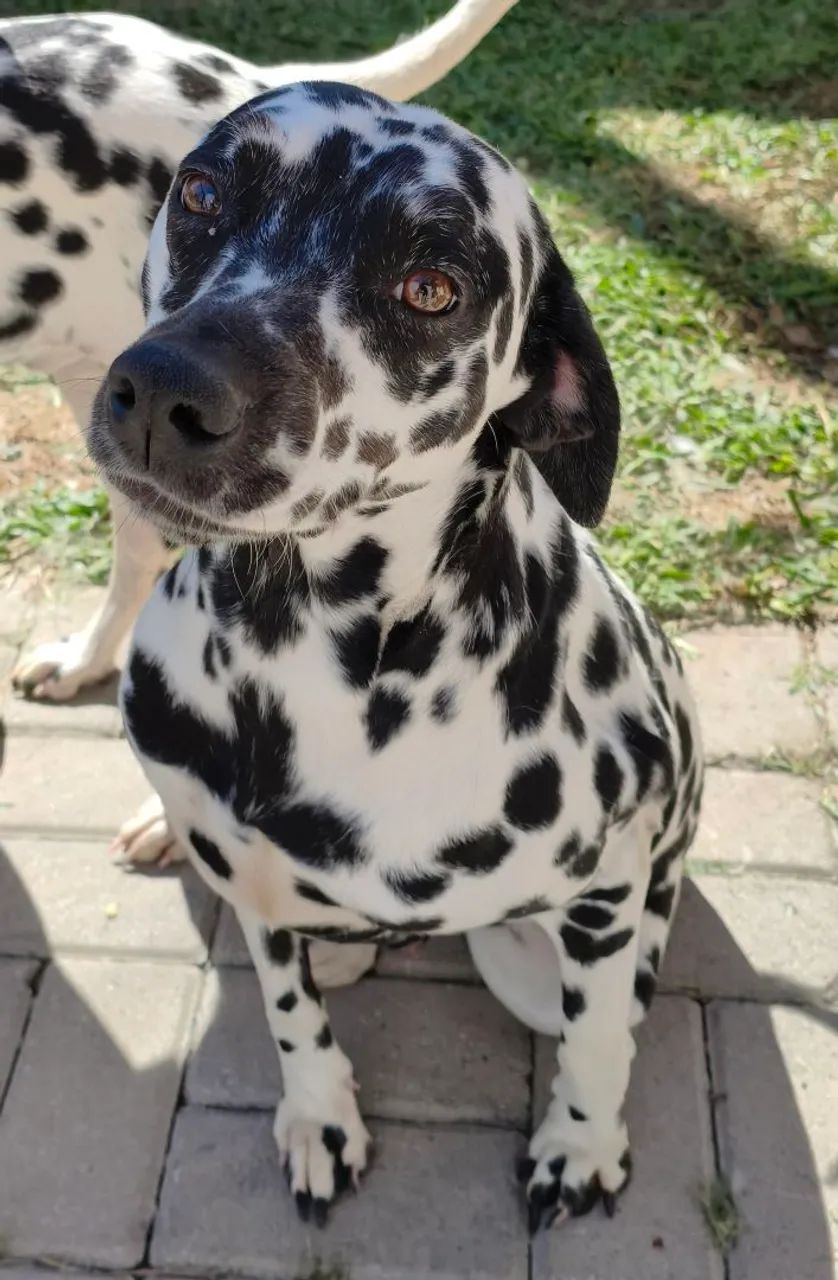 Dalmata - Foto 3